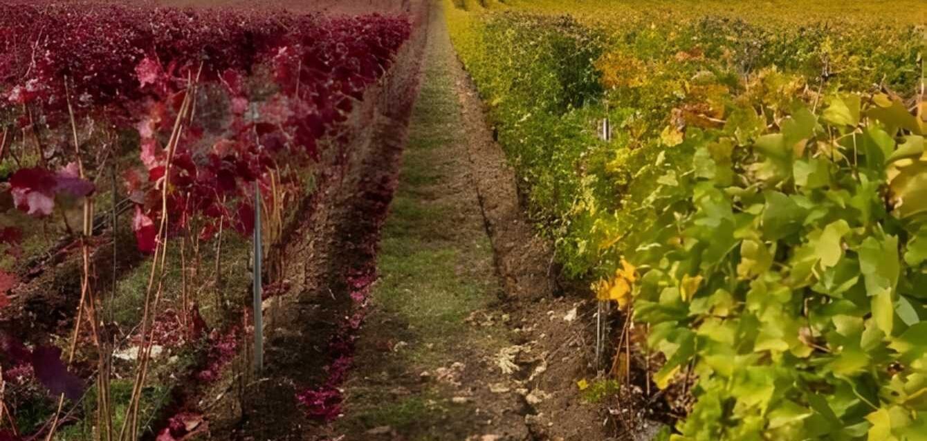 Case Study cover Case Study cover